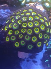 zoa live coral paly , must