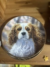 Cavalier King Charles Ready to