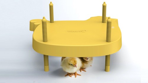Brooder mother hen - hen, chick