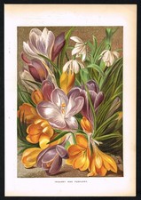 Victorian Crocus & Snowdrop