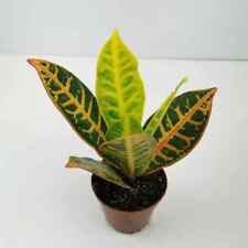 Croton Petra Houseplant /