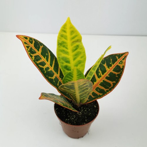 Croton petra houseplant - petra, /