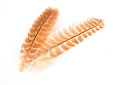 PAIR OF MOTTLED TURKEY