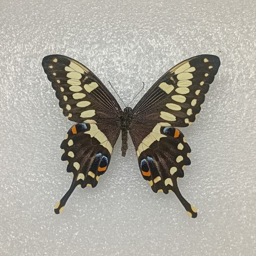 Central emperor swallowtail - emperor,