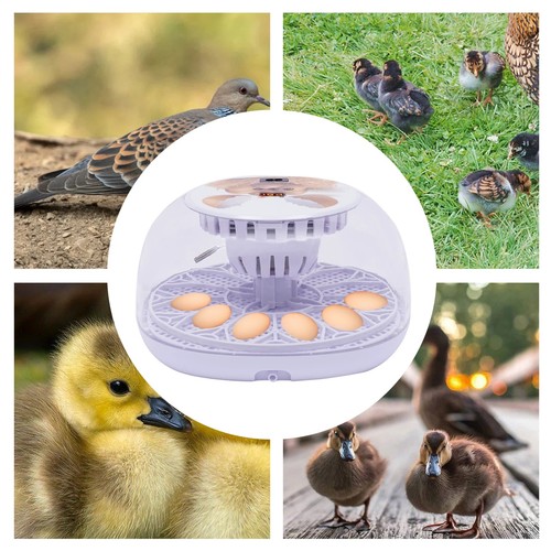 Automatic egg incubator - automatic,