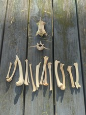Genuine domestic rabbit teeth bone skeleton taxidermy bone real food by-product