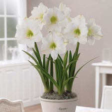 01 beautiful Amaryllis Snowy