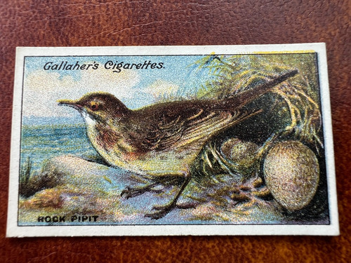 Gallaher birds nests - -, eggs