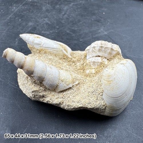 Fossil shell block miocene - shell, block,
