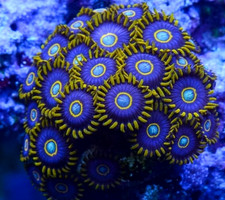 Blue Hornets Zoa Zoanthid Soft