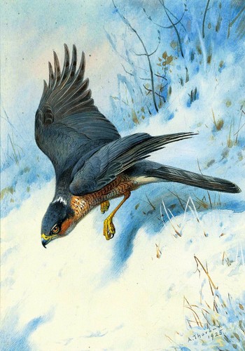 Archibald thorburn a - thorburn,