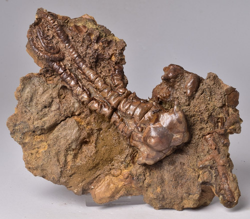 Crinoid fossil jimbacrinus - crinoid, fossil,