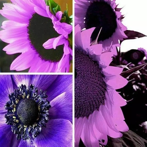 20x rare purple sunflower - rare,