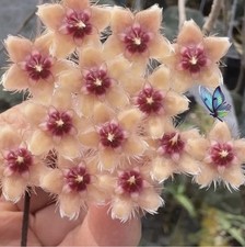 Hoya Caudata Orange( Gold)