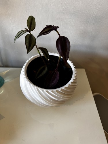 Self watering plant - self,