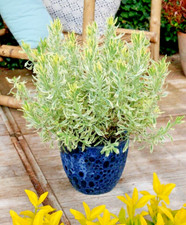 Lavender variegated 'Meerlo' 3lt Pot XXL Flowering Plants to your door