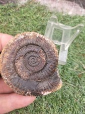 Large Dactylioceras SP