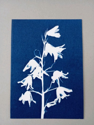 Aceo original cyanotype print - aceo,