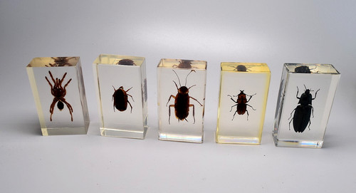 Set real insects - of, 5