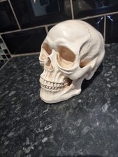 Human Skull Replica