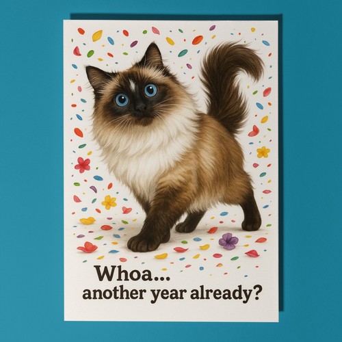 Ragdoll cat don - don’t, away
