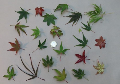 Bonsai mix 2026 - , fresh