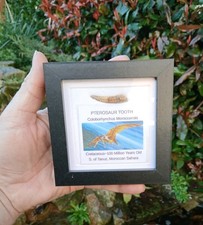 Fossil pterosaur tooth - fossil,