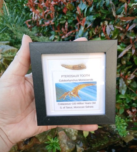 Fossil pterosaur tooth - pterosaur,