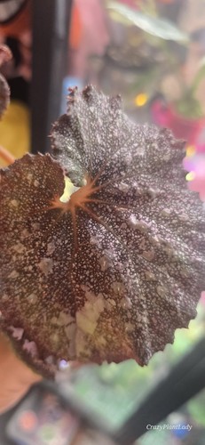 Begonia super universe - ,