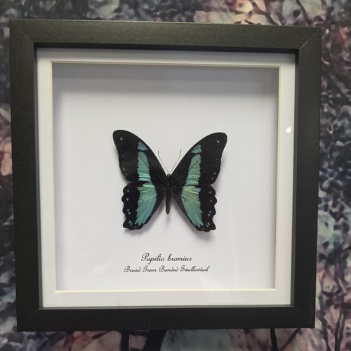 Broad green banded swallowtail - broad,