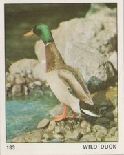 Top Sellers Card - Animals of The World - Card No 183 - Wild Duck