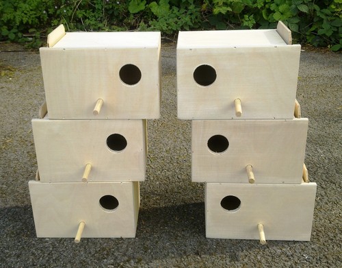 Pairs budgie nest nesting - budgie,