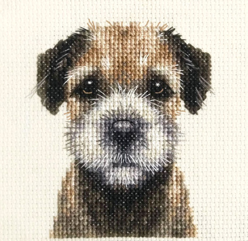 Border terrier puppy dog - puppy, full
