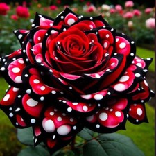 100pcs Beautiful ROSE SEEDS Garden plant Flower rare exotic plant garden bush