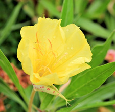 75x Dwarf Evening Primrose