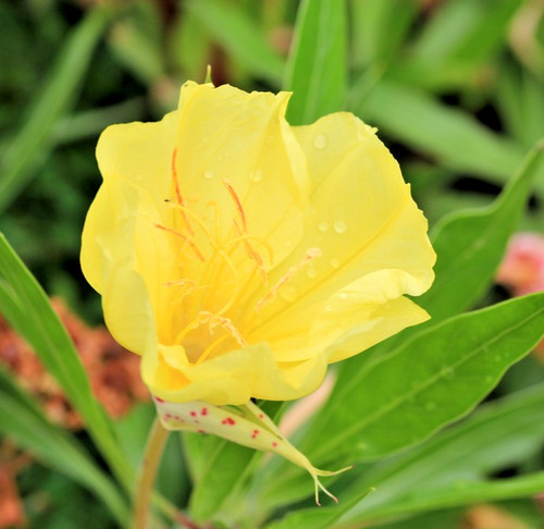 75x dwarf evening primrose - 75x,