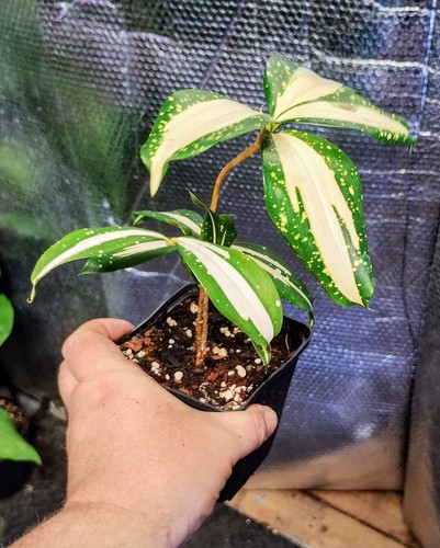 Dracaena surculosa milky way - dracaena, "milky