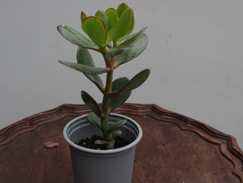 Jade plant 9cm pot - in,