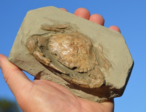 Amazing rare charybdis - rare,