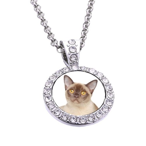 Burmese cat pet - cat, silver
