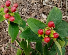 St Johns Wort plant (Hypericum perforatum) [30% off for multiples]