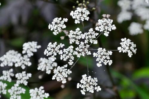 Cow parsley ravenswing - cow, 'ravenswing'