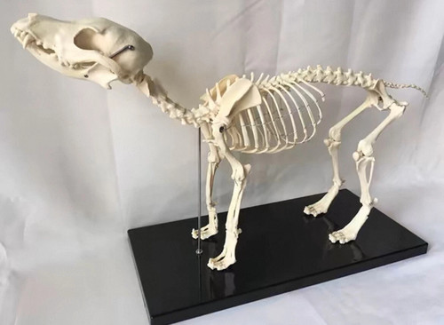 Veterinary anatomy dog bone - veterinary,