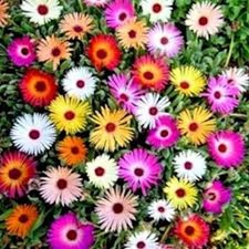 Mesembryanthemum Plug Plants 6