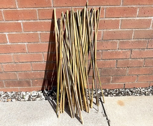 2ft dry bamboo sticks - x,
