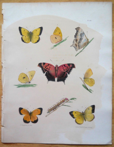 Butterflies 1854 hand color - butterflies,