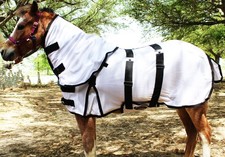 Challenger Miniature Weanling