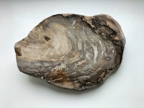 Petrified kenya wood - kenya,