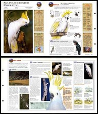 Sulphur-Crested Cockatoo #24 Birds - Wildlife Explorer Fold-Out Card