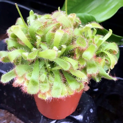 Alice sundew - sundew, (drosera